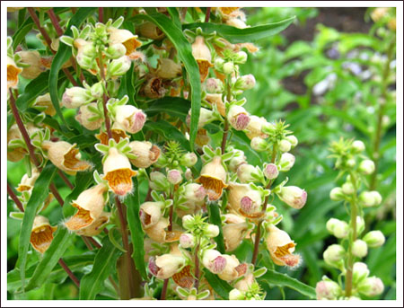 yellow bells