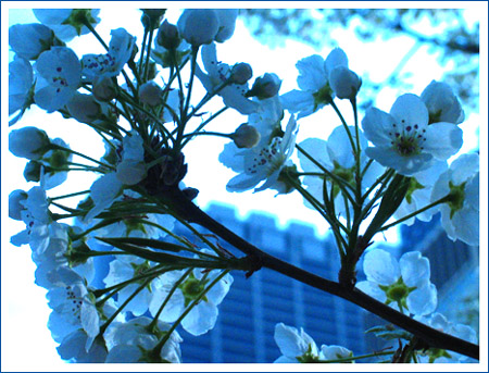 spring arrives in chicago