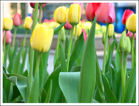 more michigan avenue tulips