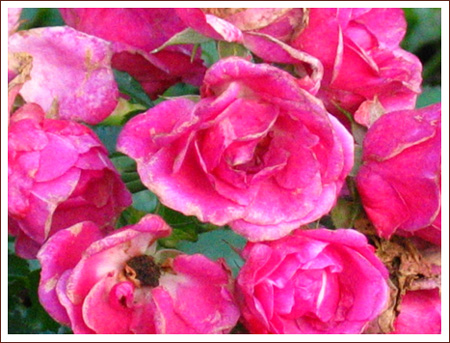 millennium park roses