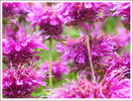 purple flowers