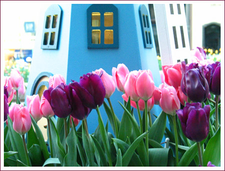 tulips along mag mile